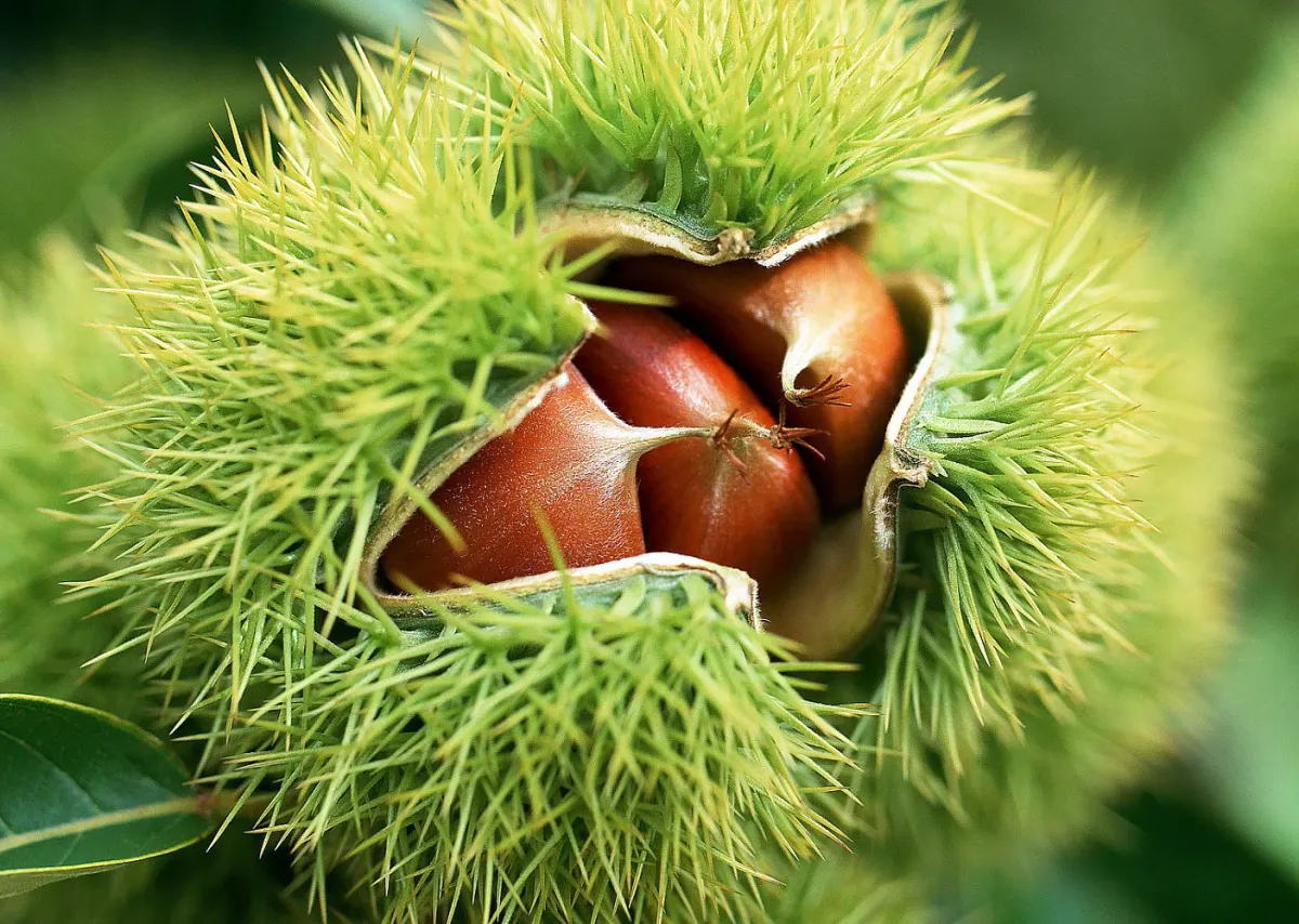 Soil and Trees and Chestnuts, Oh My!