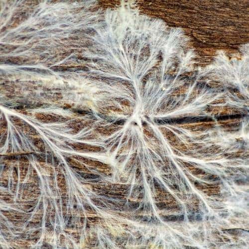 Fungi mycelium fibers.